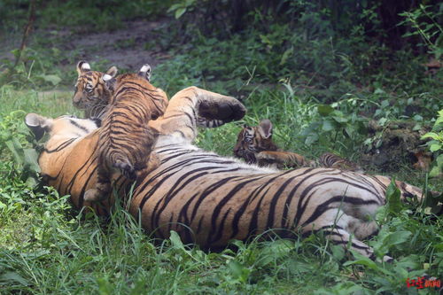 虎年本尊哪里看 成都动物园虎妈妈带着三只百斤小老虎一起过年