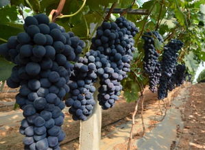 取代阳光玫瑰的葡萄品种 现在最火的葡萄品种