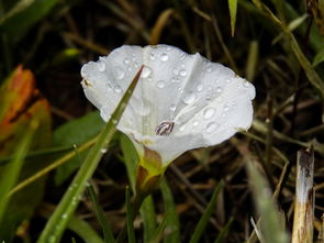 一花一世界，一叶一菩提——那些惊艳诗意的花卉，一什么一什么的花成语