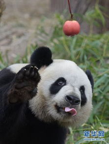 英媒 云南破获猎杀大熊猫案 所有涉案人员归案 