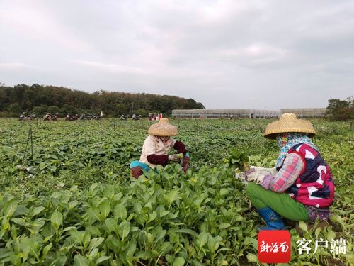 中国最大的蔬菜生产基地在什么地方啊？主要生产哪些种类的蔬菜？