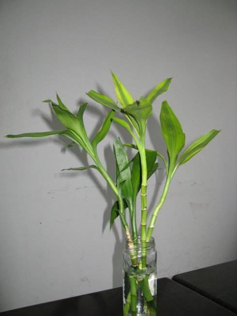 水养富贵竹有讲究,花瓶的 水 更换,要根据生长情况来