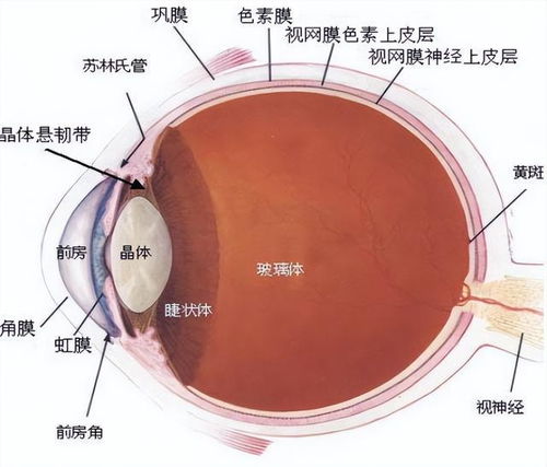 眼睛前面为什么总有黑点跑来跑去,是什么原因 会不会瞎掉