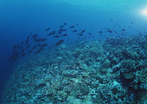 海底生物图片 