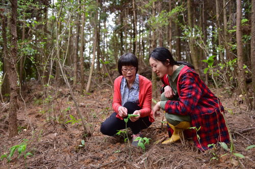 保护古茶树 瑞安这样打造村民共富 聚宝盆 