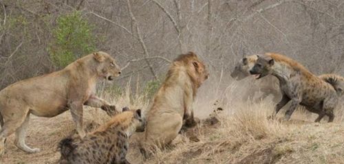 鬣狗女王出门觅食,留下幼崽无人看管,狮子趁机捕食小鬣狗