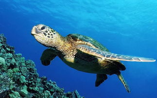 斯里兰卡海龟保育国际志愿者旅行招募 给海龟一个家