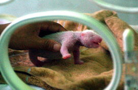 2 陕西圈养大熊猫首次产下活体双胞胎