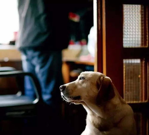 它是导盲犬,请别拒绝它