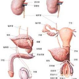 睾丸湿热出汗是什么原因