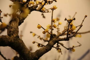 瑞雪辞旧兆丰年,腊梅迎春庆团圆