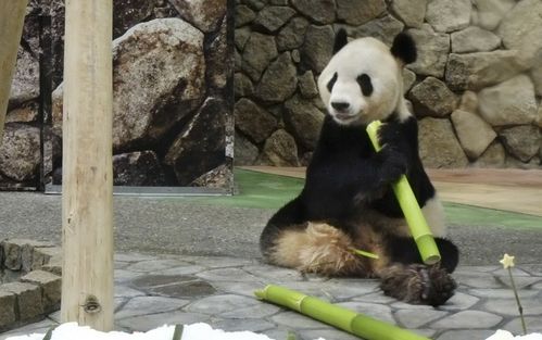 旅日大熊猫 永明 获赠父亲节礼物 有16个孩子 约合人类年龄90岁