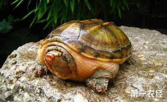蛋龟饲养技巧大公开