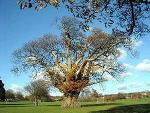 盘点地球上5棵古老的大树, 第一名快10000岁了 