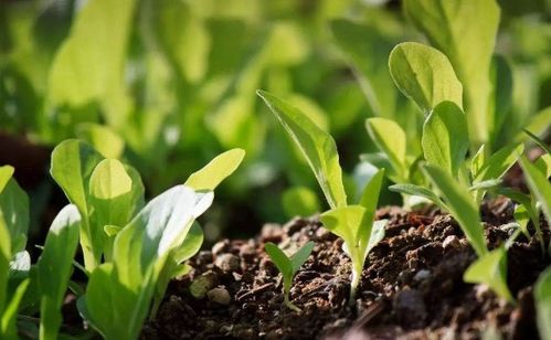 速效氮肥养花怎么用,速效氮肥：养花人的秘密武器！