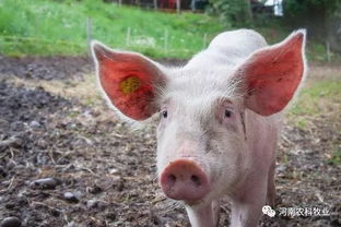 京东也要养猪了 为什么互联网大佬都爱养猪