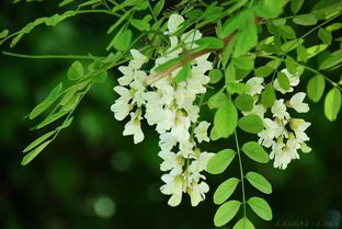 又是一年槐花开