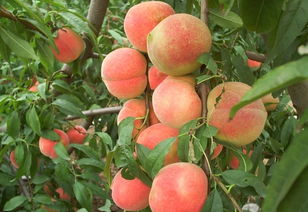 桃子适合什么时候种植,最佳种植时