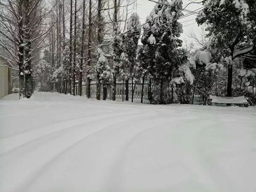 乡愁 l 罗山县城那永远的北桑园