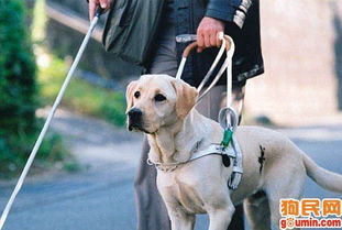 导盲犬散步被抢,导盲犬是什么品种的狗