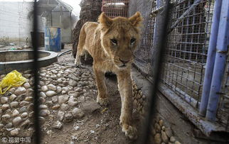 加沙一动物园濒临倒闭 动物获慈善机构营救