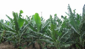 香蕉树怎么养,香蕉种植方法？
