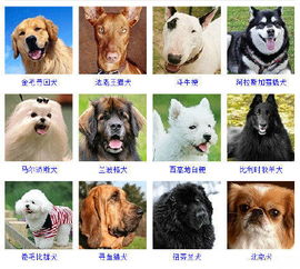 狗狗的全部品种,狗狗的全部品种图片