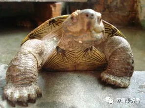 大个子 亚洲巨龟 ,皮实好养,可否成为未来龟界新宠 