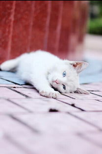 喵星人 蓝色眼睛的猫 忧郁的猫 小白猫