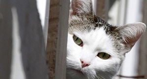 比利时计划给全国所有猫做绝育手术 