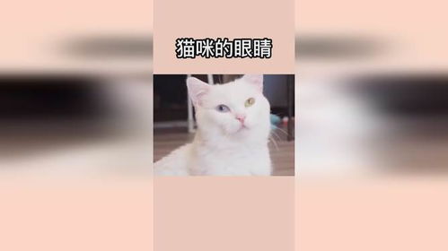 猫的眼睛长大会变色吗