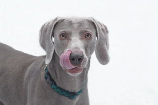 狗舔嘴唇是什么意思 跟人的行为差不多,都是紧张的表现