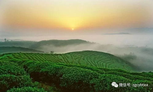 福鼎生活常识(福鼎生活条件怎么样)