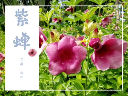 七月花历 花繁叶茂的盛夏,相约公园赏花吧