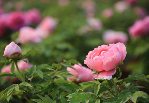 谷雨时节赏牡丹什么意思