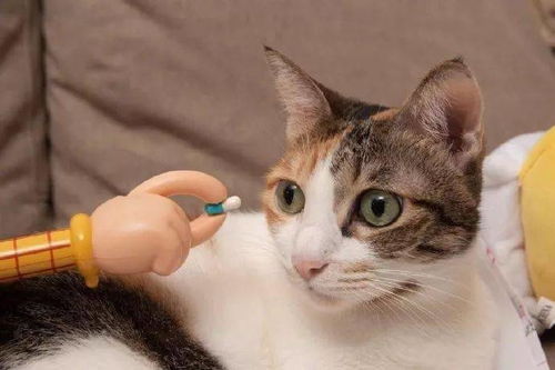 如何安全的给猫喂药？喂药的常见方法(如何安全的给猫喂药?喂药的常见方法图片)