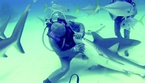 意大利女孩能催眠鲨鱼 全世界二十几名 同类