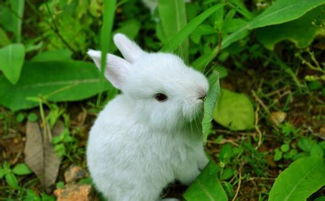 兔子是什么类动物 