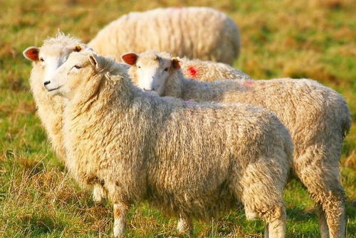 生肖羊 属羊人的最佳配偶,真是天生的一对,一生一世永不分离