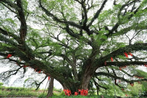 广西十大最美名木,藤县3棵古树上榜 有没有你家乡的