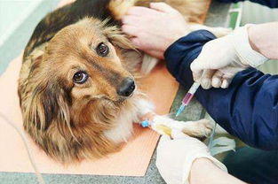 宠友必知 狗狗疫苗为什么要打三针