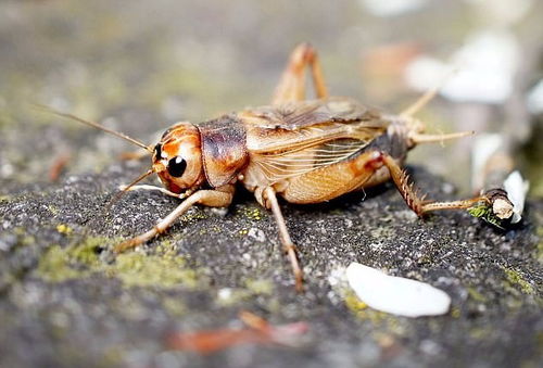 蟋蟀叫声 声波武器 华人科学家探究驻古巴外交官脑部变化成因 