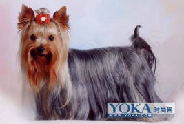 约克夏犬4 helena 610的时尚图片 YOKA时尚空间 