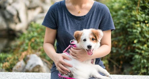 不建议养小型犬怎么办呢(想养小型狗不知道养什么品种)