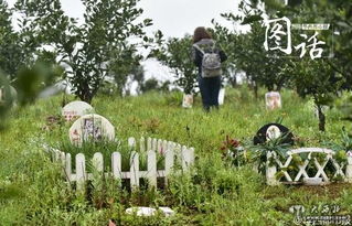 成都宠物公墓最贵喊价1.2万 墓位摆满玩具鲜花 
