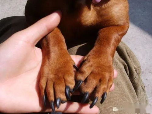 宠物日常问题分享 在家怎么给狗狗剪指甲 都需要注意哪些要点