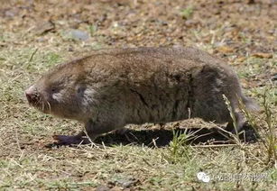 今日 岬鼠 Cape mole rat