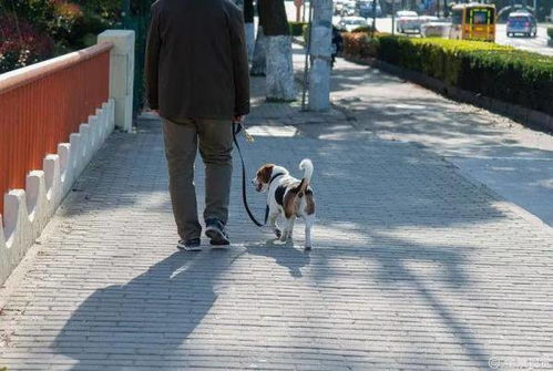 外出遛狗绳长不得超过2米,深圳出台管理规定规范养犬