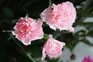 33朵康乃馨的花语,康乃馨的花语和