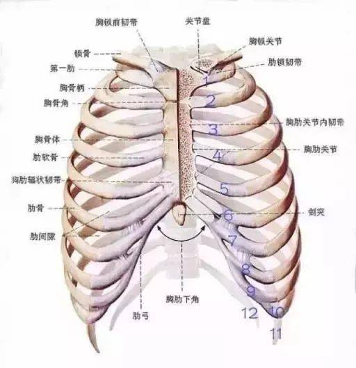 为什么你的胸很大,却看起来很小